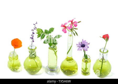 Plantes en tube à essai et la fiole avec fleurs médicinales contre les plantes et en blanc les plantes et fleurs médicinales Banque D'Images