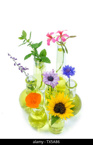 Plantes en tube à essai et la fiole avec fleurs médicinales dans against white background Banque D'Images