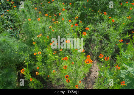 Adonis aestivalis, œil de faisan d'été, mauvaises herbes, région de la Moravie du Sud, République tchèque, 7 juin 2019. (CTK photo/Libor Sojka) Banque D'Images