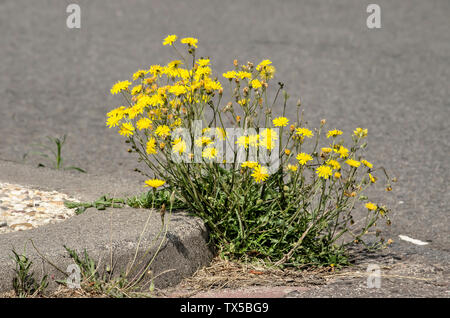 Fleurs jaunes des champs de croître entre l'asphalte et le bord de la route pierreuse Banque D'Images