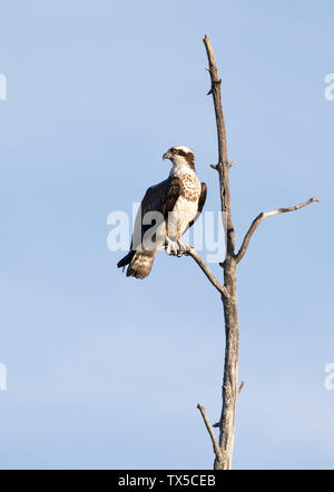 Osprey perchée dans un arbre isolé contre un ciel bleu au Canada Banque D'Images