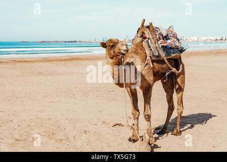 Camel sur la plage de la mer (Océan) sous le soleil. Concept du tourisme Maroc Banque D'Images