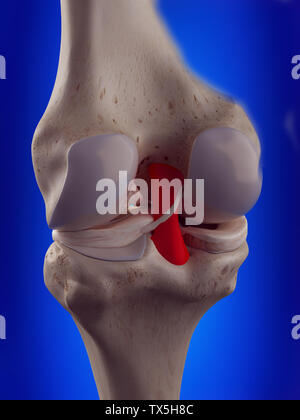 Médicalement, rendu 3d illustration de l'exacte du ligament croisé postérieur Banque D'Images