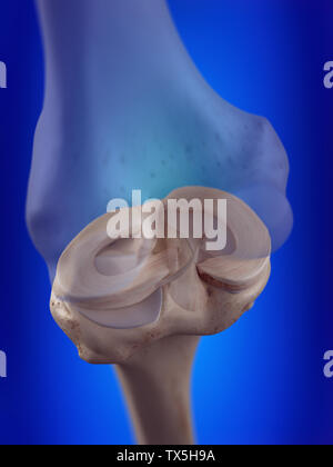 Médicalement, rendu 3d illustration précise du ménisque du genou Banque D'Images