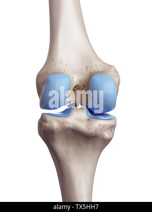 Rendu 3D, médicalement exacts illustration de la cartilage du genou Banque D'Images