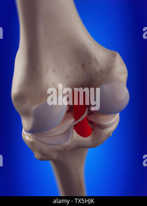 Médicalement, rendu 3d illustration de l'exacte du ligament croisé postérieur Banque D'Images