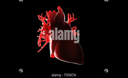 Rendu 3d illustration d'un coeur humain Banque D'Images