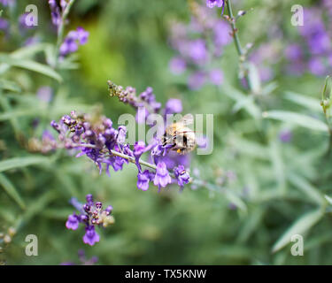 Près d'une abeille se nourrissant de lupin (Lupinus) fleur. Banque D'Images