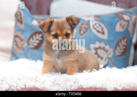 Un chiot croisement entre un Chihuahua et un Jack Russell. Banque D'Images