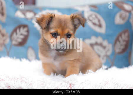 Un chiot croisement entre un Chihuahua et un Jack Russell. Banque D'Images