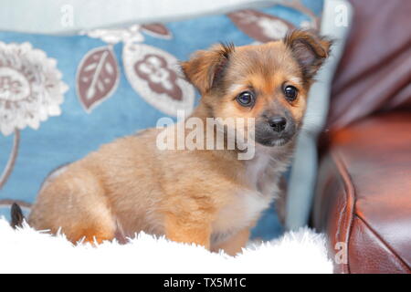 Un chiot croisement entre un Chihuahua et un Jack Russell. Banque D'Images