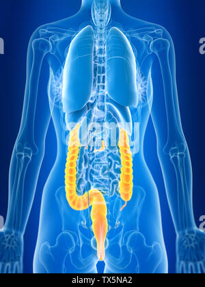Médicalement en rendu 3d illustration d'un précise du côlon chez les femmes Banque D'Images