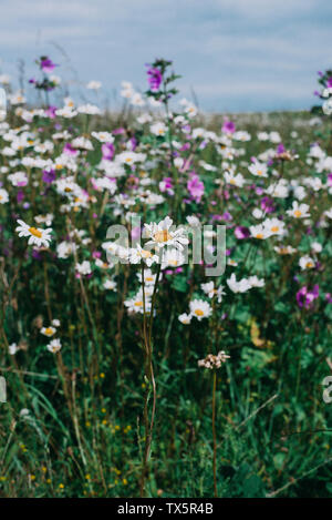 Fleurs sauvages sur le bord du champ en anglais Banque D'Images