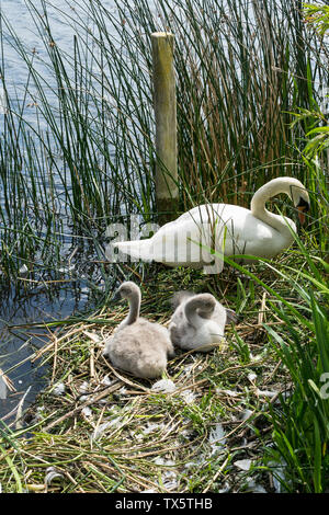 Deux cygnets avec mère cygne muet sur son nid Milton country park Cambridge 2019 Banque D'Images