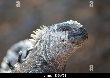 Close up of iguana soleil et bronzer (île Isabela, Galapagos) Banque D'Images