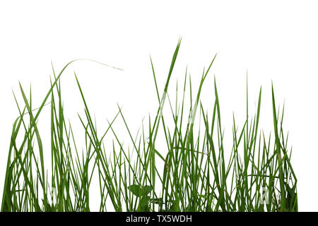 Ensemble d'herbe verte isolée sur fond blanc Banque D'Images