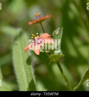 Le calaque bleu, Anagallis arvensis Lysimachia, fleurit dans la forêt Banque D'Images