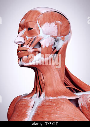 Médicalement en rendu 3d illustration précise de la tête et des muscles du cou Banque D'Images