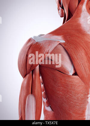 Médicalement en rendu 3d illustration de l'exacte les muscles de l'épaule Banque D'Images