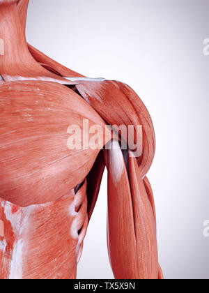 Médicalement en rendu 3d illustration de l'exacte les muscles de l'épaule Banque D'Images