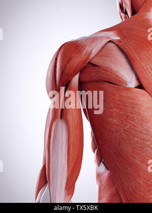 Médicalement en rendu 3d illustration de l'exacte les muscles de l'épaule Banque D'Images