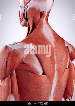 Médicalement en rendu 3d illustration de l'exacte les muscles du haut du dos Banque D'Images