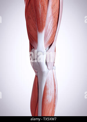 Médicalement en rendu 3d illustration précise de la musculature de jambe Banque D'Images