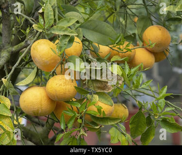 L'abondance des oranges sur l'arbre libre à Mallorca, Espagne. Banque D'Images