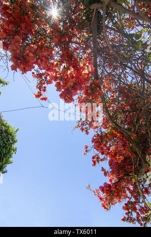 Fleurs de bougainvilliers contre ciel bleu sur une journée ensoleillée à Mallorca, Espagne Banque D'Images