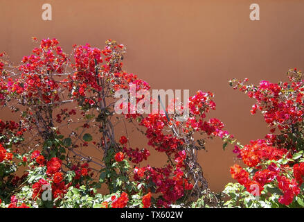 Fleurs de bougainvilliers rouges contre mur brun terracotta sur une journée ensoleillée à Mallorca, Espagne Banque D'Images