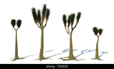 Groupe Sigillaria, arbre plante du Carbonifère et Permien isolé sur fond blanc Banque D'Images