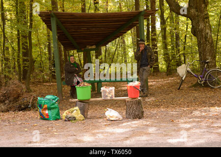 Mushroomers debout devant des seaux plein de champignons,placé sur un banc pour les vendre. Le 25 juin 2018. Village Bilki, Ukraine Banque D'Images