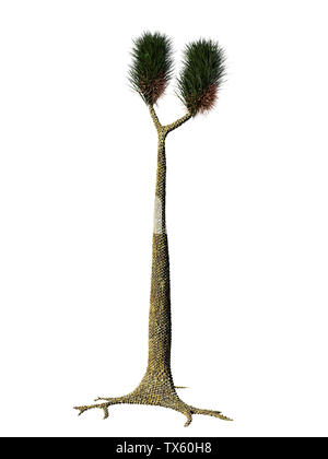 Sigillaria, arbre plante disparue du Carbonifère et Permien isolé sur fond blanc Banque D'Images