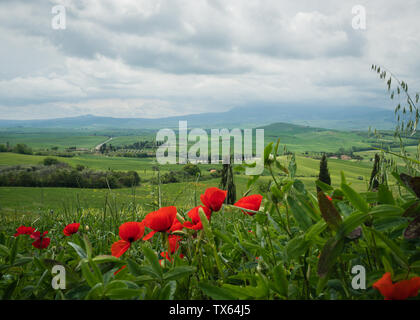 Paysage toscan avec des coquelicots dans la zone entourant le village de Pienza, Italie Banque D'Images