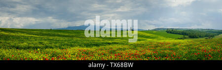 Vue panoramique du paysage toscan avec un grand champ de coquelicots dans les environs du village de Pienza, Italie Banque D'Images