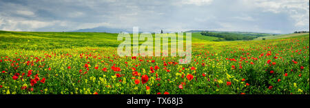 Vue panoramique du paysage toscan avec un grand champ de coquelicots dans les environs du village de Pienza, Italie Banque D'Images