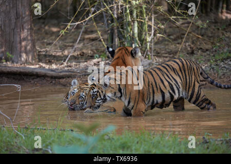 La famille de Maya tigresse de refroidissement dans le décanter l'eau de mousson, Tadoba, Inde. Banque D'Images