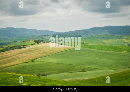 Paysage toscan avec des cyprès dans les environs du village de Pienza, Italie Banque D'Images