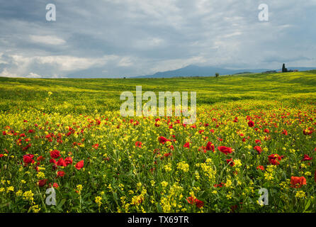 Paysage toscan avec des coquelicots dans la zone entourant le village de Pienza, Italie Banque D'Images