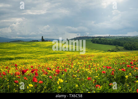 Paysage toscan avec des coquelicots dans la zone entourant le village de Pienza, Italie Banque D'Images