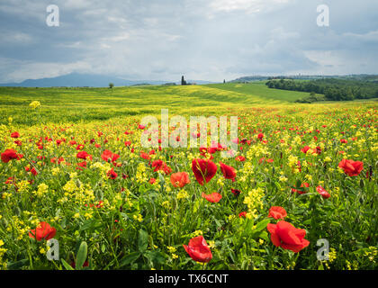 Paysage toscan avec des coquelicots dans la zone entourant le village de Pienza, Italie Banque D'Images