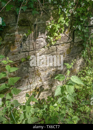 Vieux Mur ensoleillé avec orties / Urtica dioica et pendaison de lierre / Hedera helix. Patch de soleil pommelé métaphore, mauvaises herbes communes UK. Banque D'Images