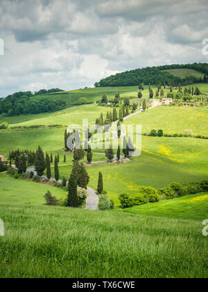 Route sinueuse à Monticchiello bordée de cyprès, arbres inTuscany Italie Banque D'Images