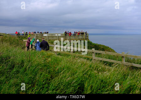 Falaises de Bempton North Yorkshire UK Banque D'Images