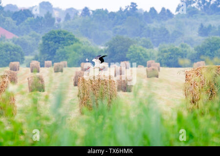 Cigogne blanche sur les balles de foin sec en vert prairie, l'Ukraine. Stork est grand échassier aux longues jambes, avec un plumage noir et blanc. Banque D'Images