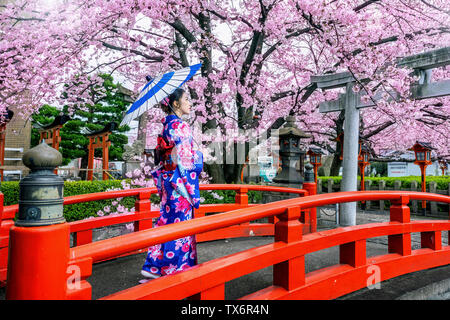 Asian woman wearing kimono traditionnel japonais et cerisiers en fleurs au printemps, temple de Kyoto au Japon. Banque D'Images
