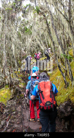 Le mont Kilimanjaro / Tanzanie : 4 Janvier 2016 : les membres de l'expédition de groupe au Mont Kilimanjaro, une randonnée dans la forêt de haute montagne sur la route Umbwe t Banque D'Images