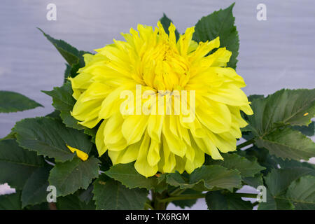Guldavari jaune fleur plante, une plante herbacée vivace des plantes. C'est un amour soleil floraison au début du printemps à la fin de l'été. Une fleur très populaire fo Banque D'Images