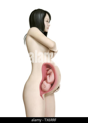 Médicalement en rendu 3d illustration d'un précise pregnant asian woman - semaine 39 Banque D'Images