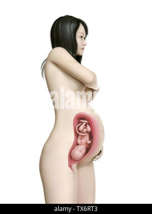 Médicalement en rendu 3d illustration d'un précise pregnant asian woman - semaine 35 Banque D'Images